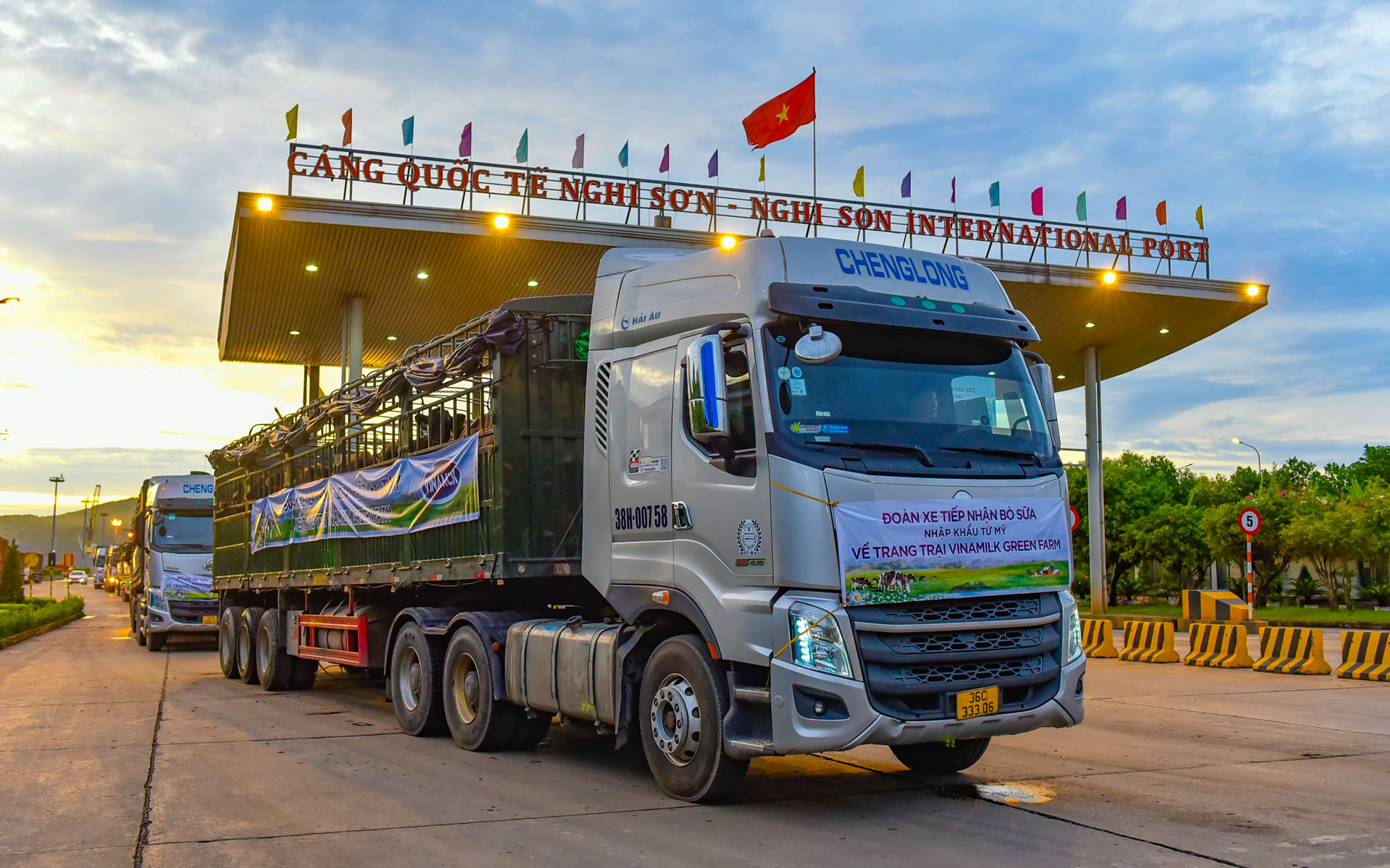 Vinamilk tiếp nhận thành công 1.550 bò sữa nhập từ Mỹ về các trang trại Green Farm 3