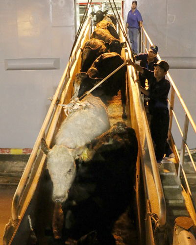 Vinamilk nhập thêm hơn 2.000 con bò sữa từ Mỹ 2