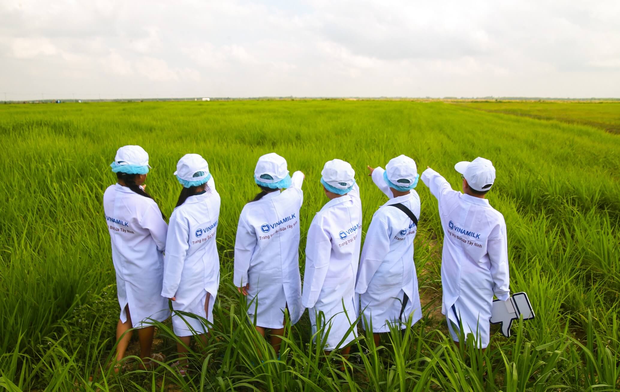 Tận mắt thấy những cô bò ở Resort góp công vào ly sữa học đường 4