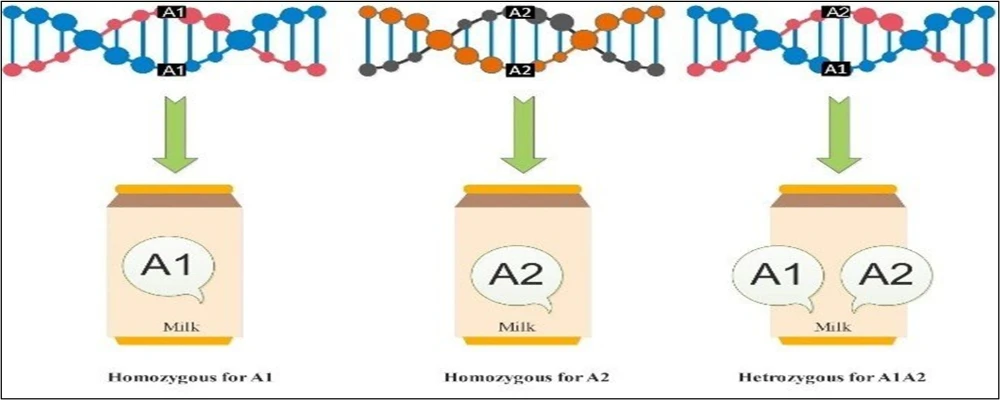Sữa A2 là gì hình 3
