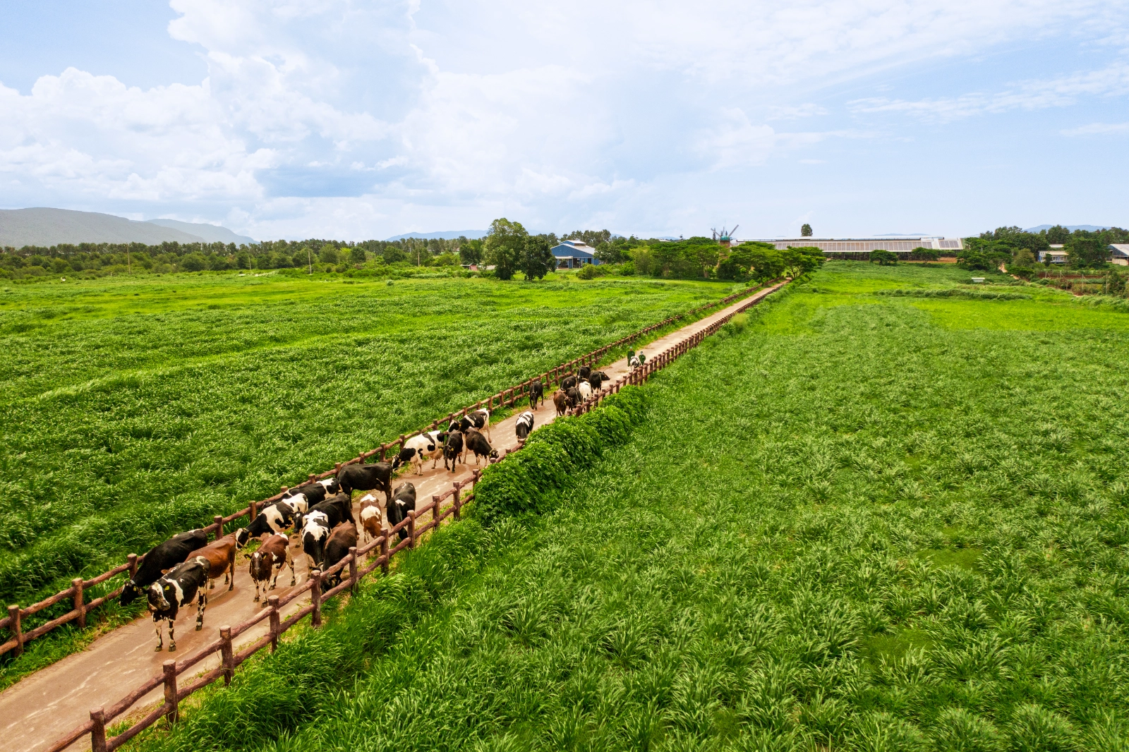 Sữa sạch là gì hình 2