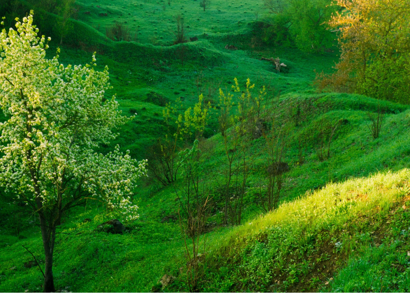 Tuyên bố giải thích đủ điều kiện (QES) - Trang trại bò sữa Nghệ An