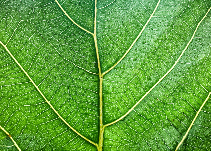 Tuyên bố giải thích đủ điều kiện (QES) – Nhà máy sữa Nghệ An