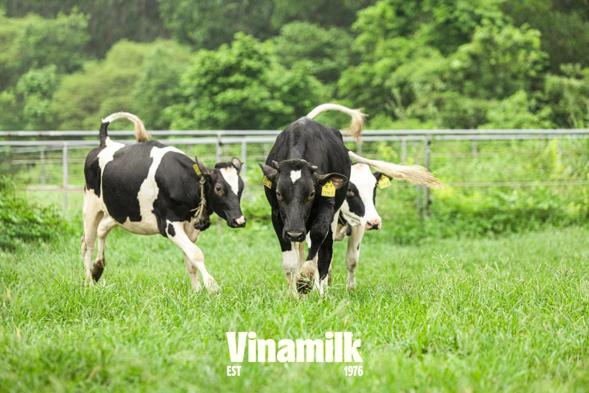 Phân bổ trang trại bò sữa Vinamilk trong và ngoài nước đảm bảo cung ứng đủ nguyên liệu sữa tươi