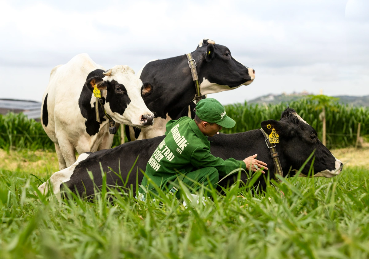 Bò sữa được nuôi dưỡng trong môi trường đồng cỏ tự nhiên theo chuẩn Global G.A.P. của Vinamilk