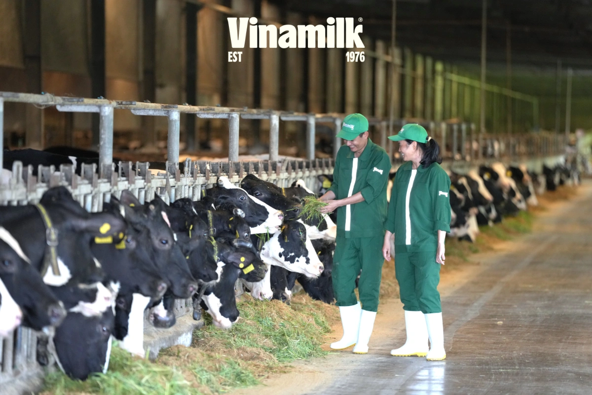 Chế độ ăn uống của đàn bò được tính toán khoa học đảm bảo cung cấp đủ dinh dưỡng