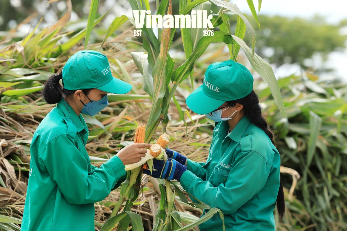 Trang trại chủ động nguồn thức ăn dinh dưỡng cho đàn bò