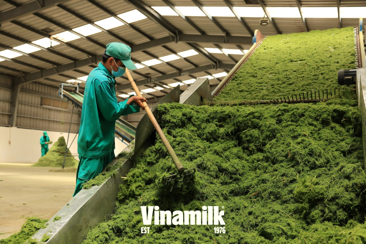 Chuẩn bị nguồn cỏ tươi chất lượng phục vụ dinh dưỡng cho bò sữa Vinamilk