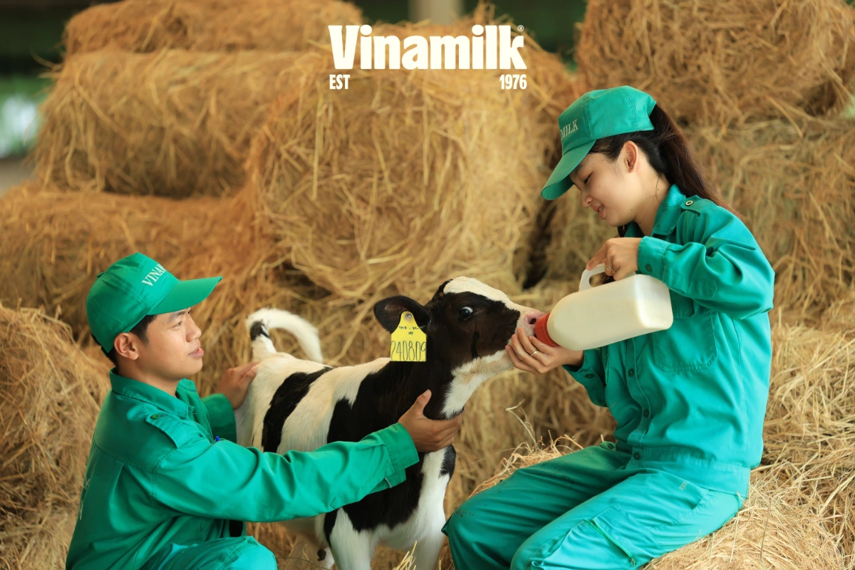 Chăm sóc và nuôi dưỡng bê con bằng nguồn sữa tiêu chuẩn đảm bảo dinh dưỡng giai đoạn đầu đời