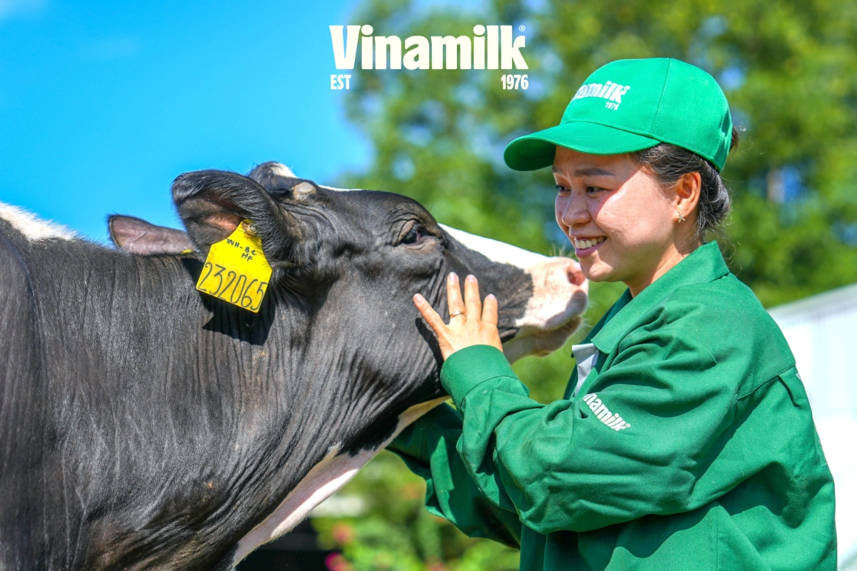 Các cô bò luôn được chăm sóc và tạo tâm lý thoải mái, vui vẻ