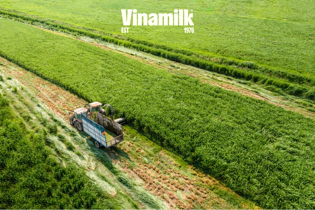 Cánh đồng thức ăn xanh được canh tác tuần hoàn tại mô hình Green Farm của Vinamilk