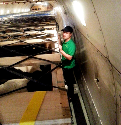 Vinamilk nhập thêm 400 bò sữa 2