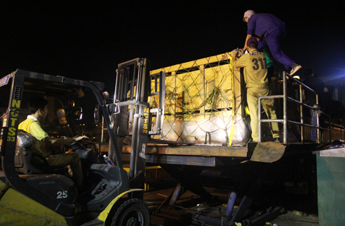 Vinamilk nhập thêm 400 bò sữa 5