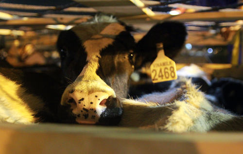 Vinamilk nhập thêm 400 bò sữa 6