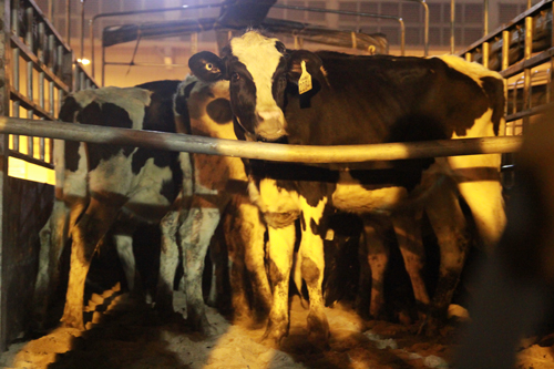 Vinamilk nhập thêm 400 bò sữa 7